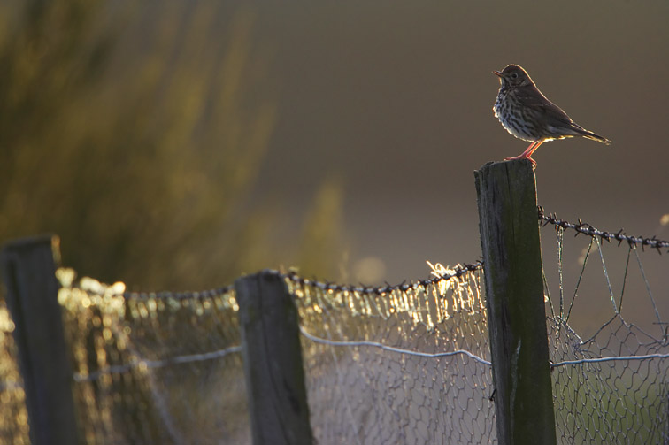 Song Thrush (Turdus philomelos) perched on fence post in late evening light. Carr-bridge (Badenoch & Strathspey), Scotland. April 2005.